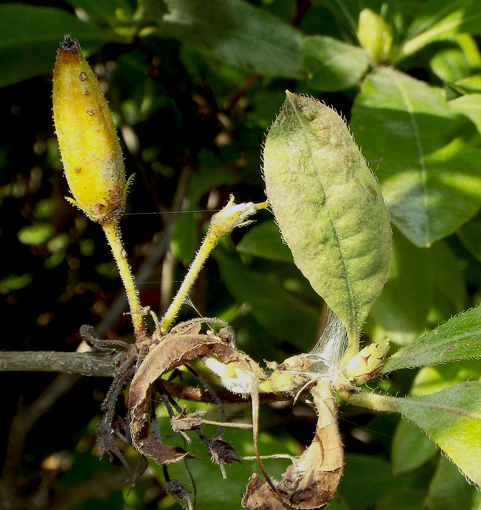 Изображение особи Rhododendron luteum.