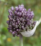 Allium ampeloprasum