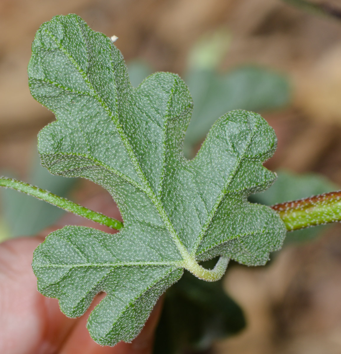 Изображение особи Sphaeralcea grossulariifolia.