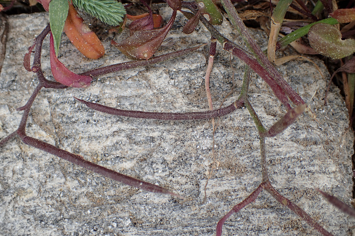 Image of Malcolmia flexuosa specimen.