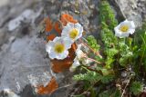 Callianthemum alatavicum