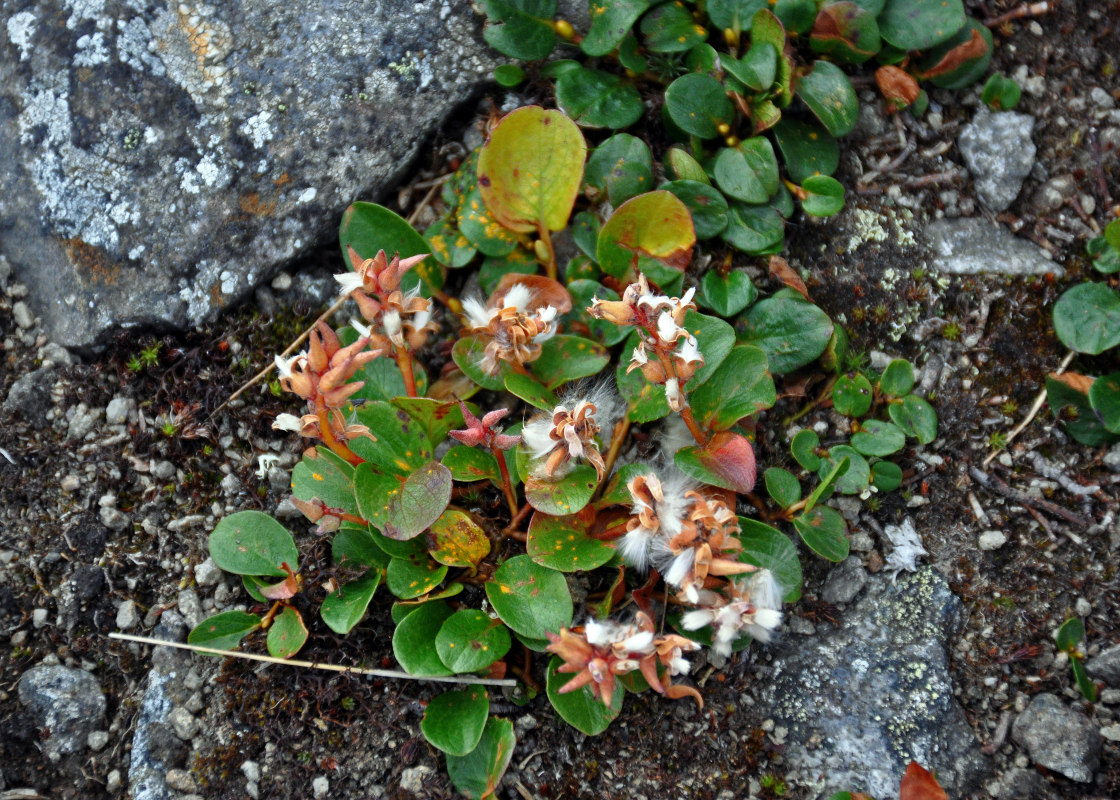 Image of Salix polaris specimen.