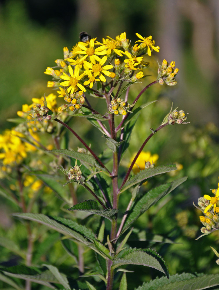 Изображение особи Senecio nemorensis.