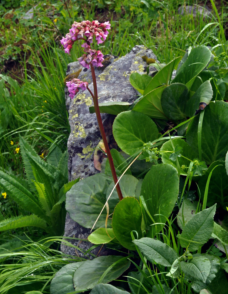 Image of Bergenia crassifolia specimen.