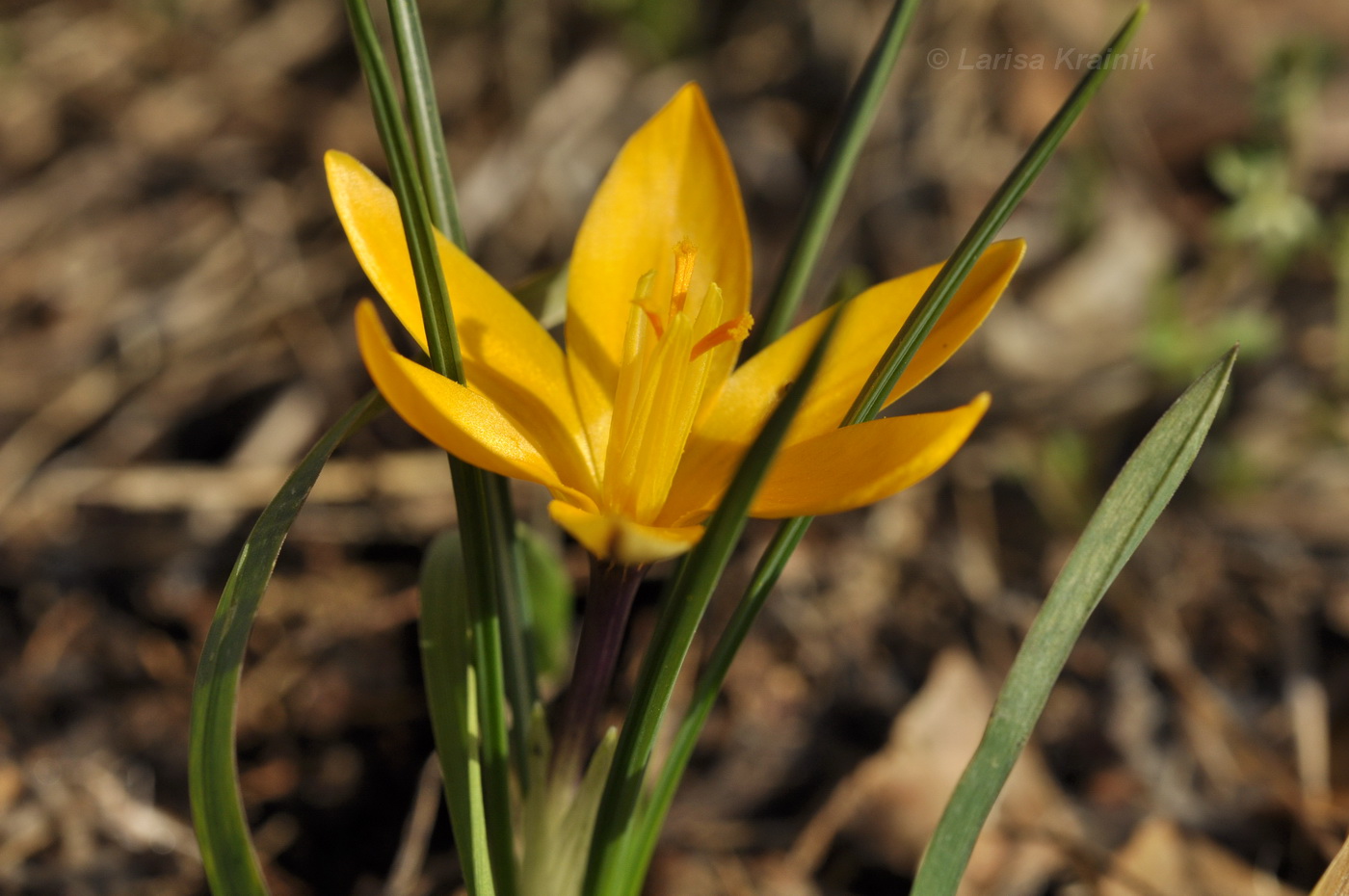 Image of Crocus angustifolius specimen.