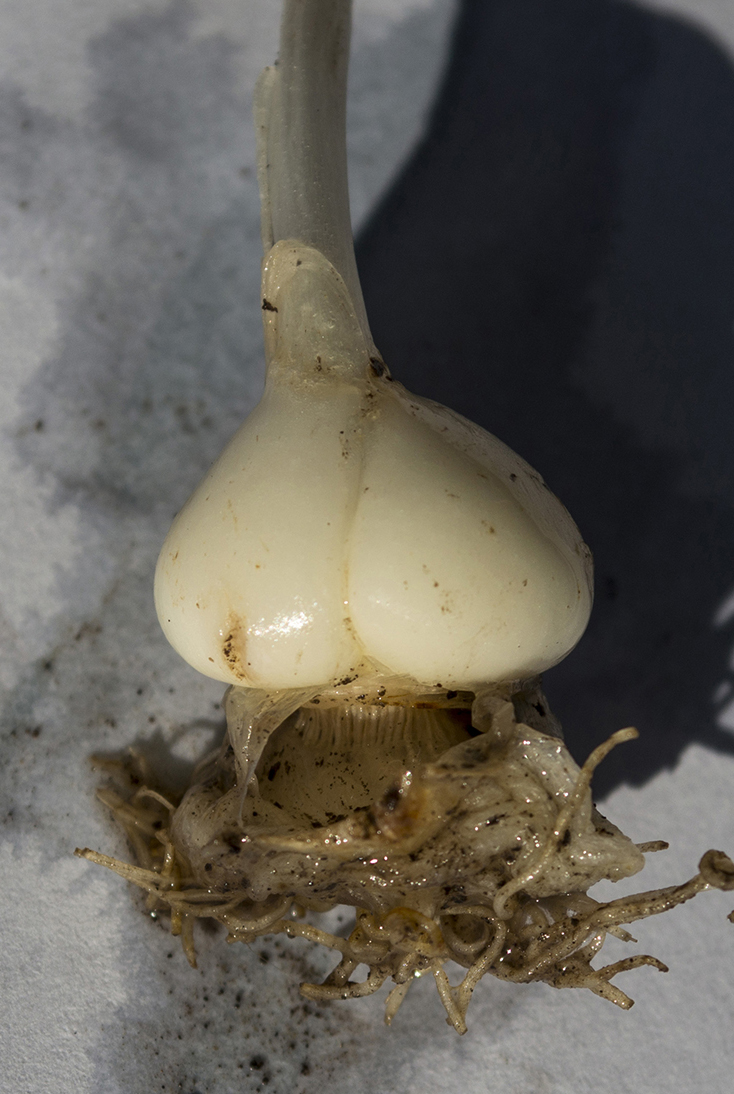 Image of Fritillaria ophioglossifolia specimen.