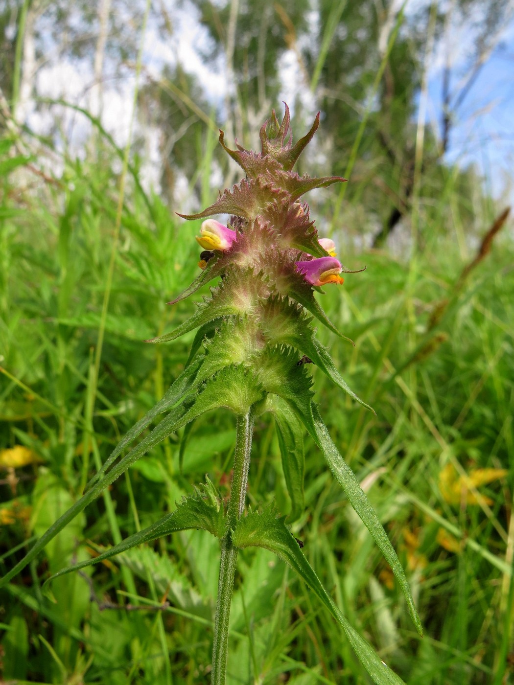 Изображение особи Melampyrum cristatum.