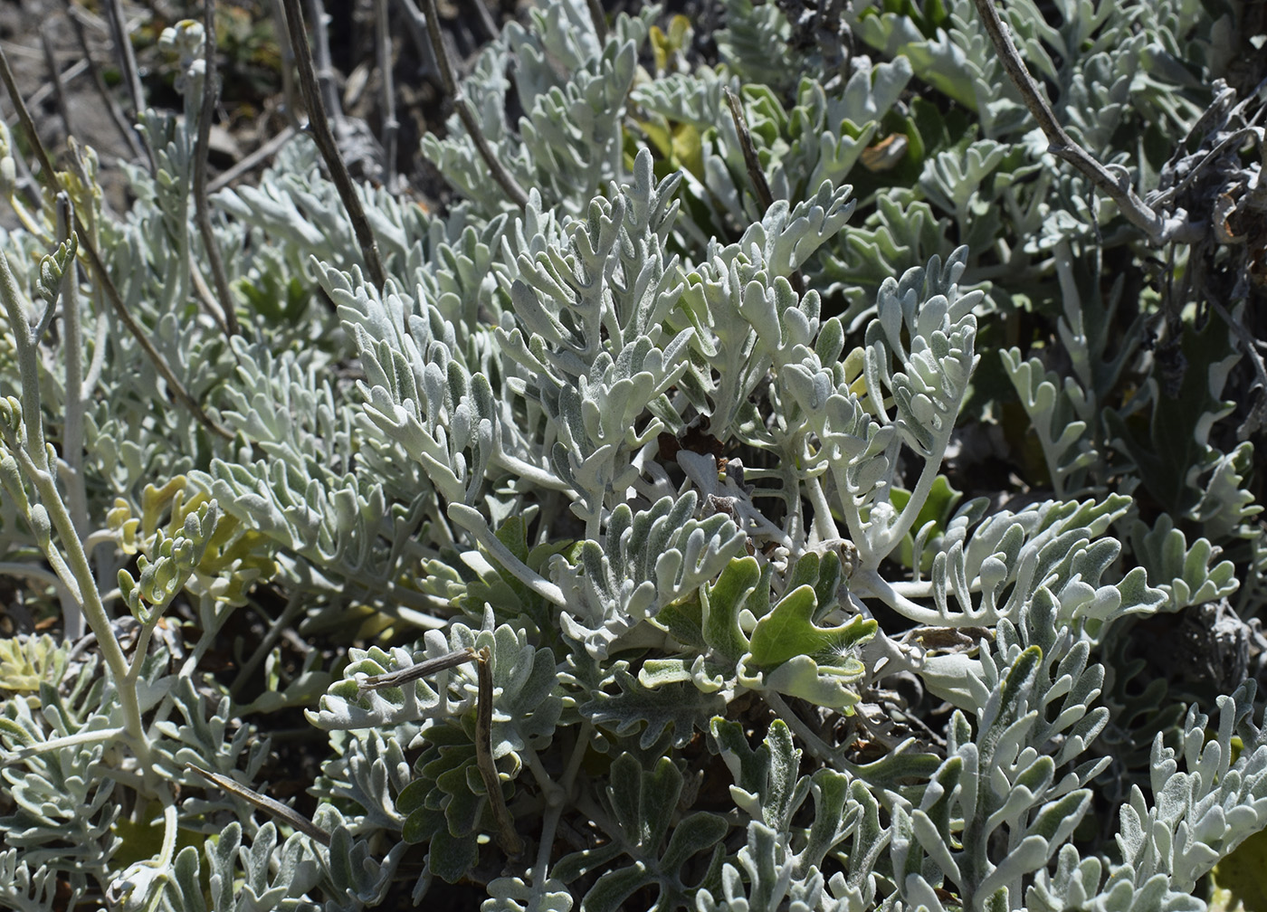 Image of Senecio cineraria specimen.