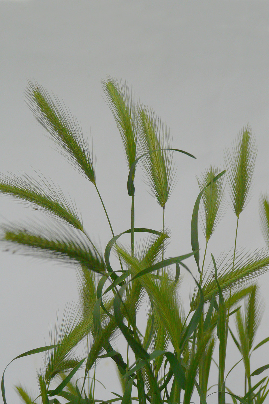 Image of Hordeum leporinum specimen.