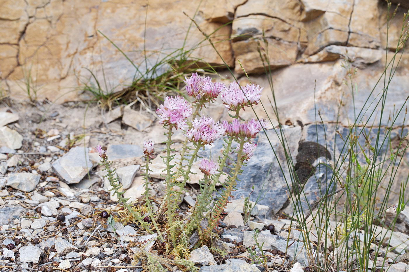 Image of Pseudosedum ferganense specimen.