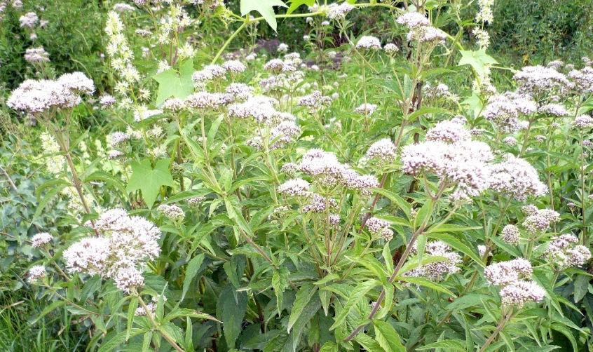 Image of Eupatorium cannabinum specimen.