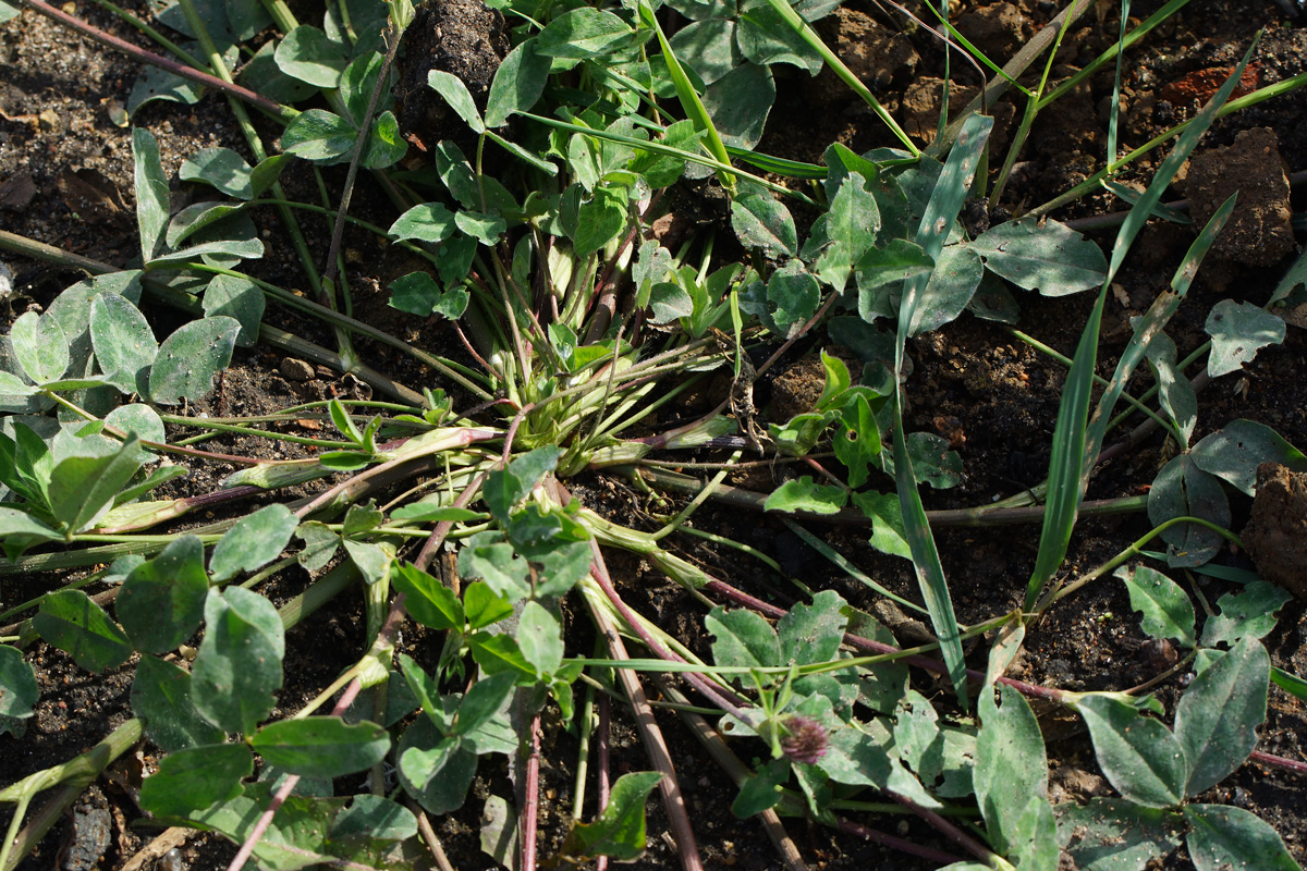 Image of Trifolium pratense specimen.