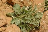 Crambe edentula