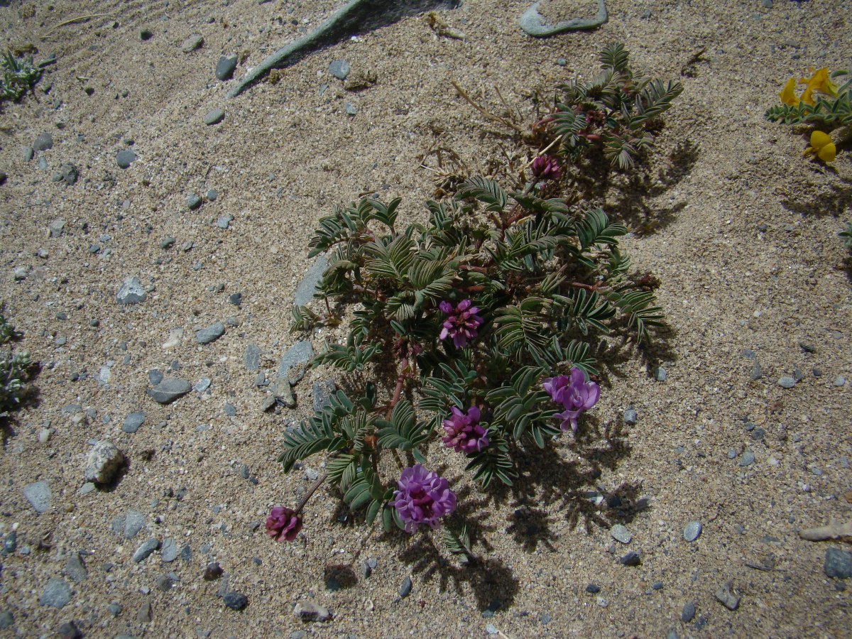 Изображение особи Astragalus kokandensis.