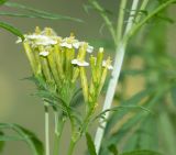 Tagetes minuta