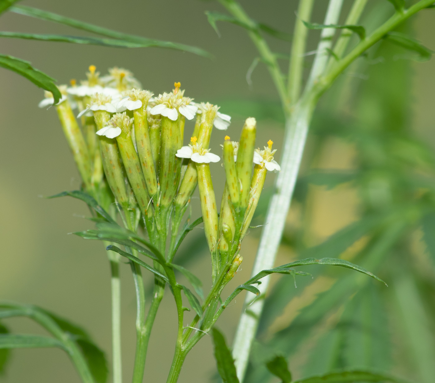 Image of Tagetes minuta specimen.