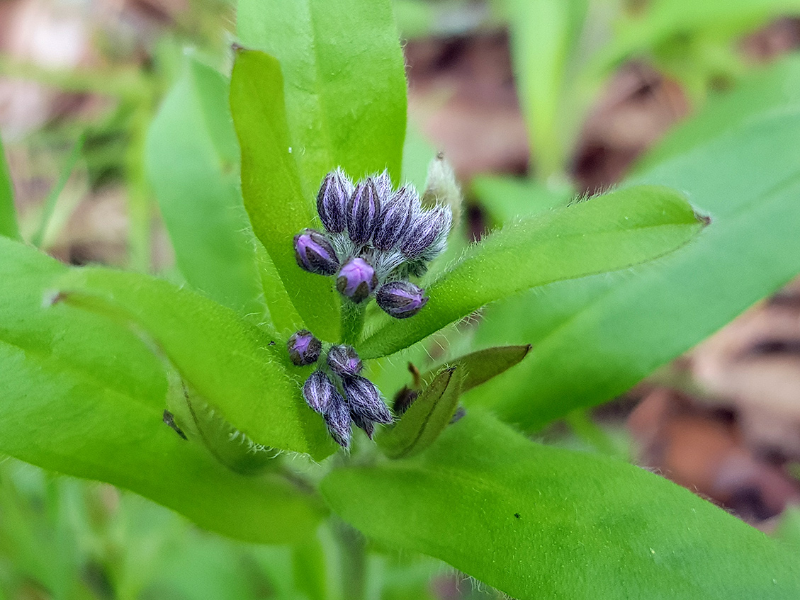 Image of Myosotis sylvatica specimen.