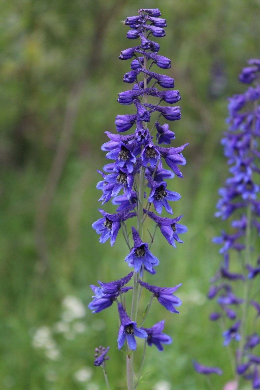 Image of Delphinium elatum specimen.