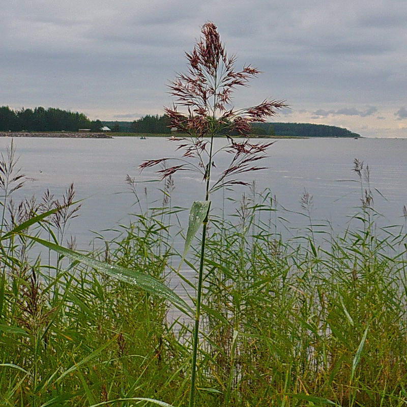 Изображение особи Phragmites australis.