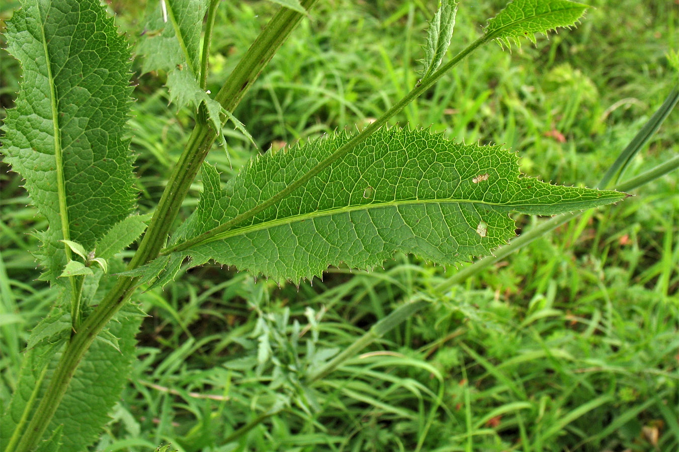 Image of Serratula tinctoria specimen.