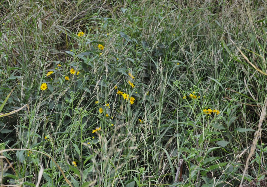 Image of genus Helianthus specimen.