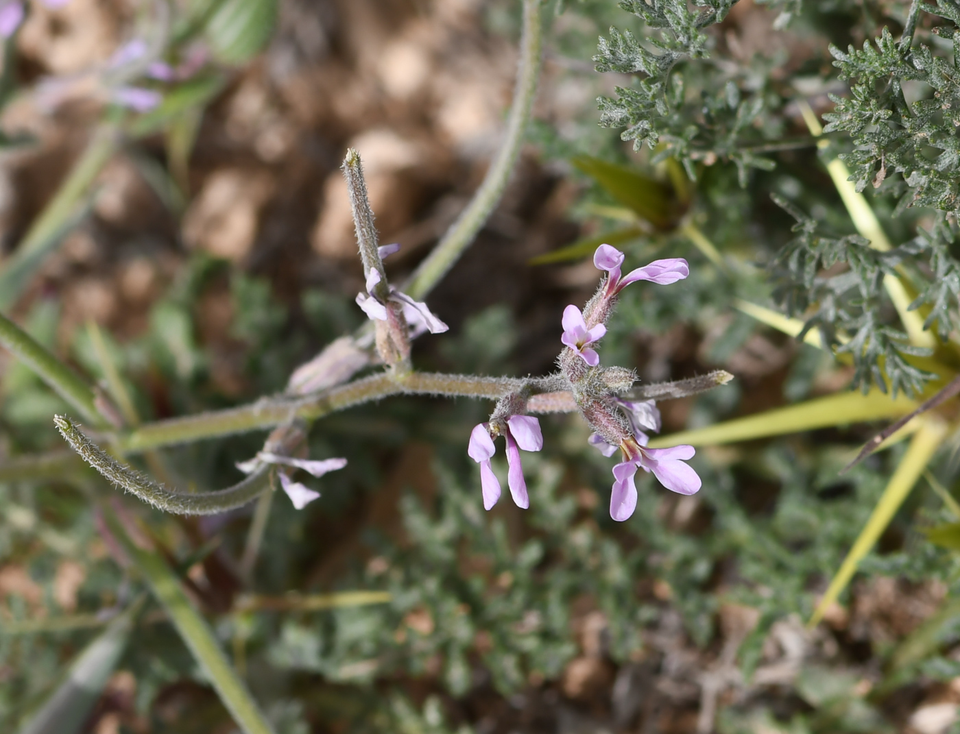 Изображение особи Strigosella africana.