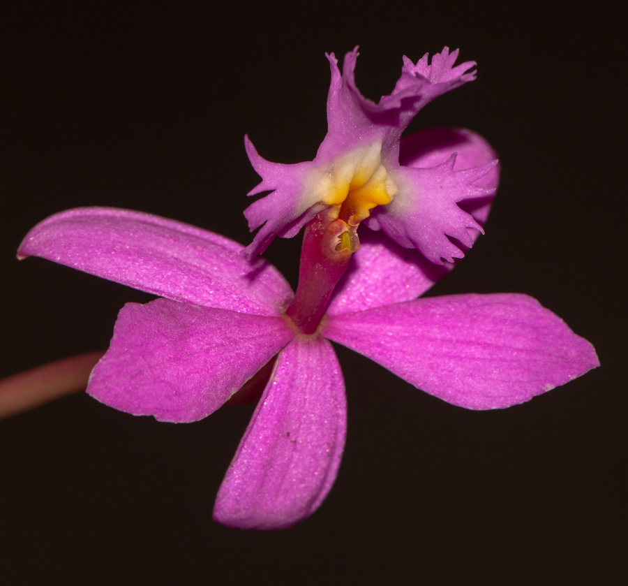 Изображение особи род Epidendrum.