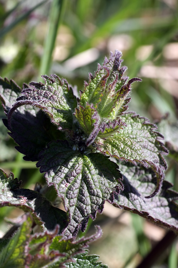 Изображение особи Urtica dioica.