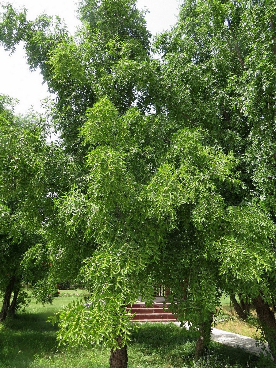 Image of Ziziphus jujuba specimen.