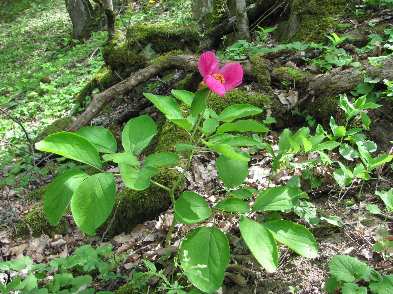 Изображение особи Paeonia caucasica.