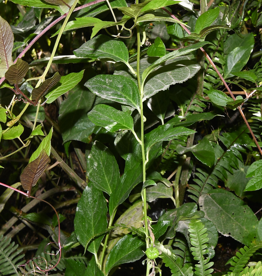 Image of Centropogon urubambae specimen.