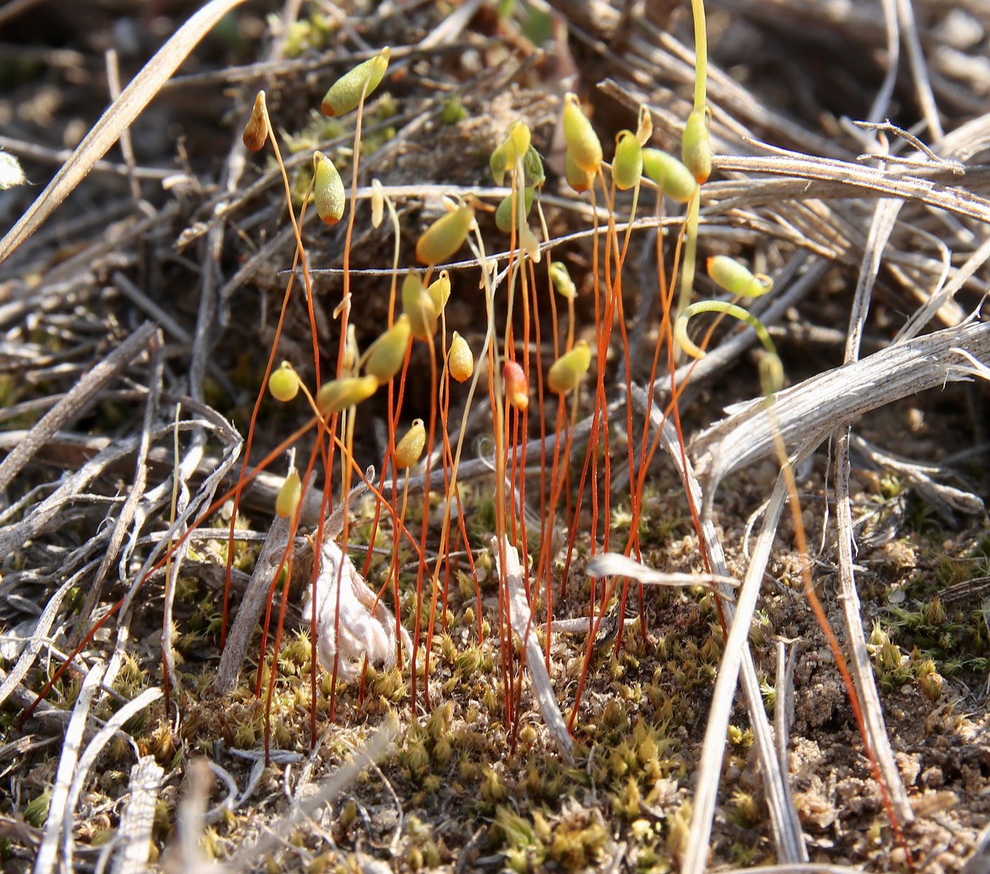 Изображение особи Bryum intermedium.