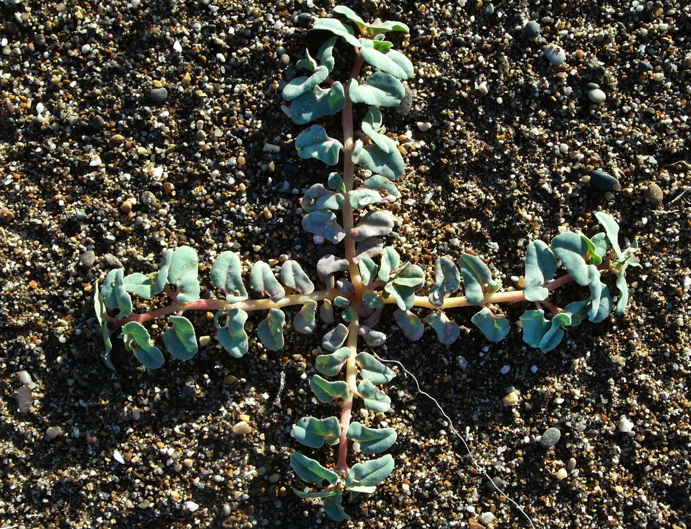 Изображение особи Euphorbia peplis.
