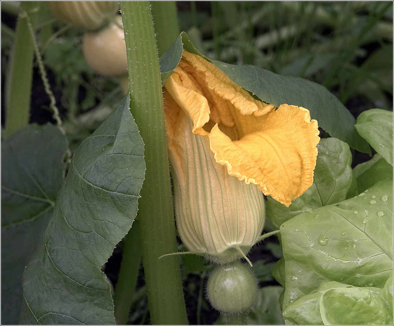 Image of Cucurbita maxima specimen.