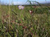 Geranium wlassovianum. Верхушка растения с завязывающимися плодами и отцветающим цветком. Магаданская обл., Ольский р-н, Клепкинская трасса, бассейн р. Танон, Танонская тундра, небольшое возвышение. 21.08.2021.