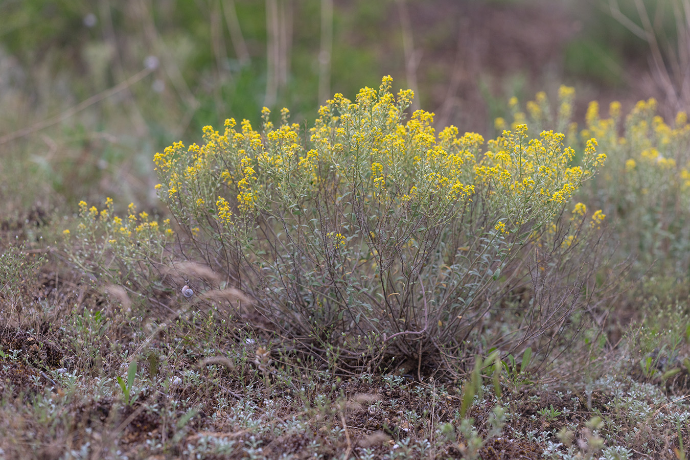 Изображение особи Odontarrhena muralis.