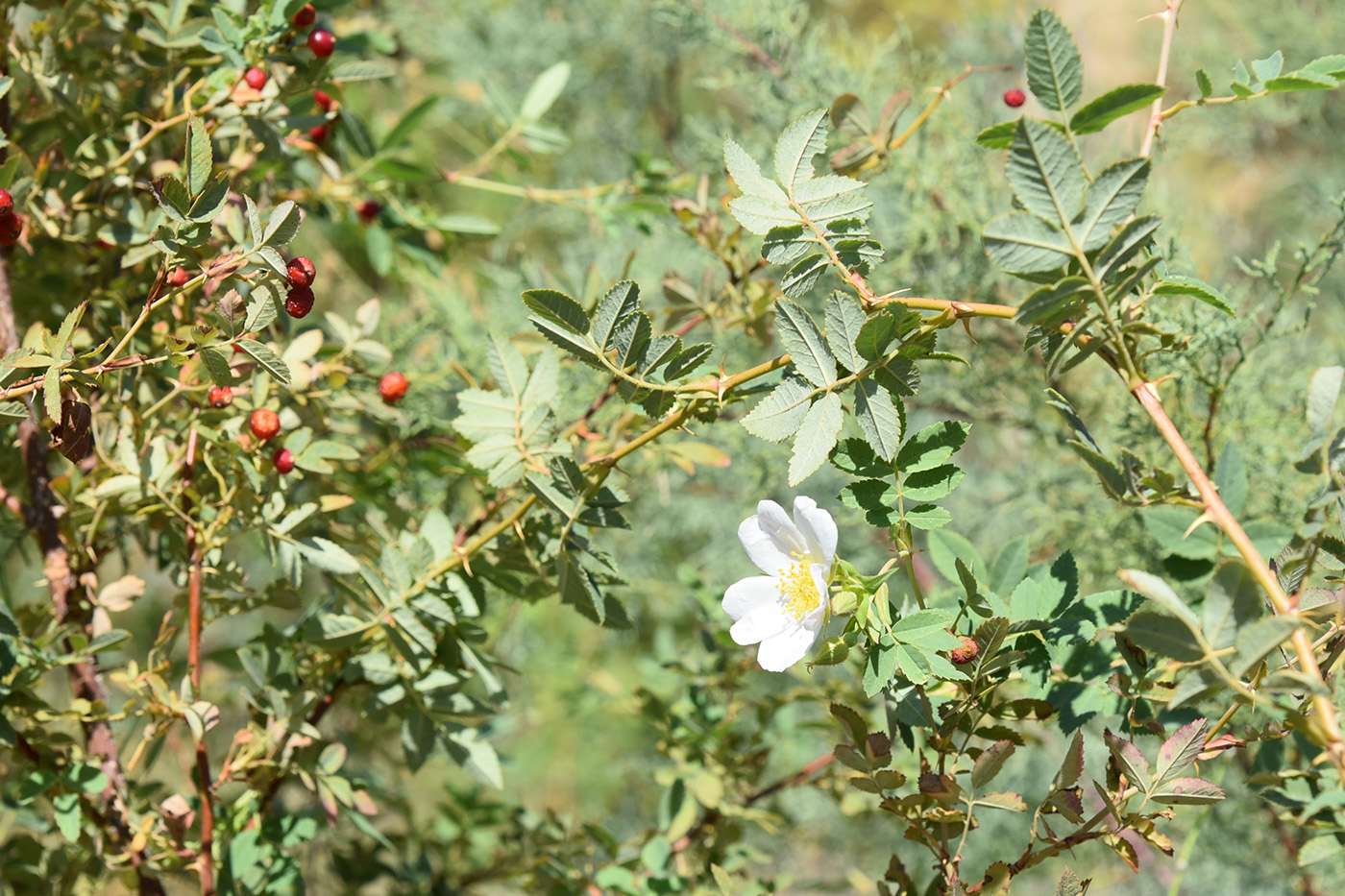 Изображение особи Rosa beggeriana.