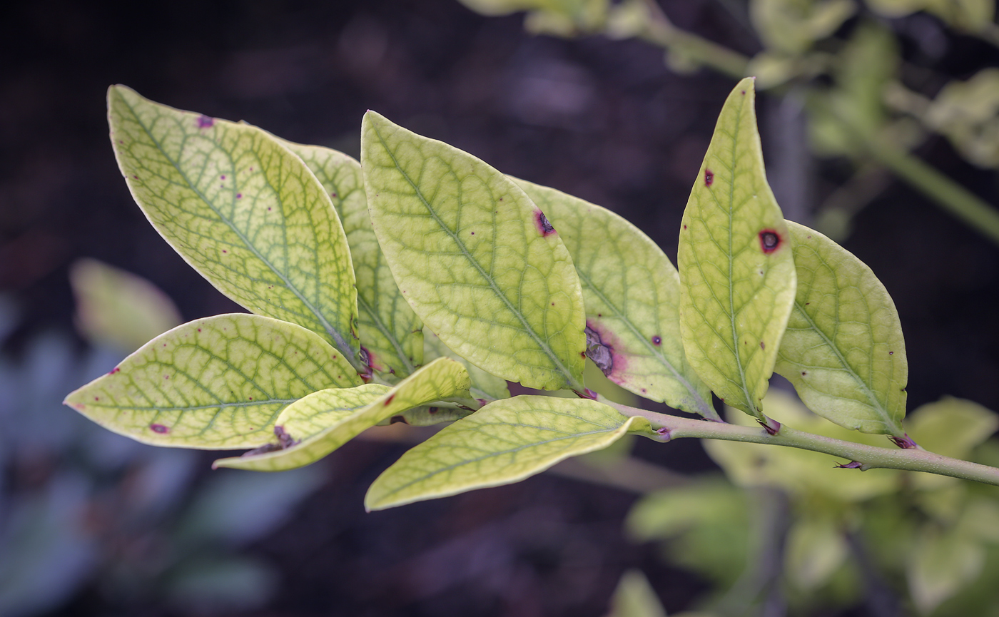 Image of Vaccinium corymbosum specimen.