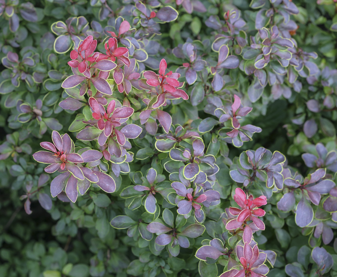 Image of Berberis thunbergii specimen.