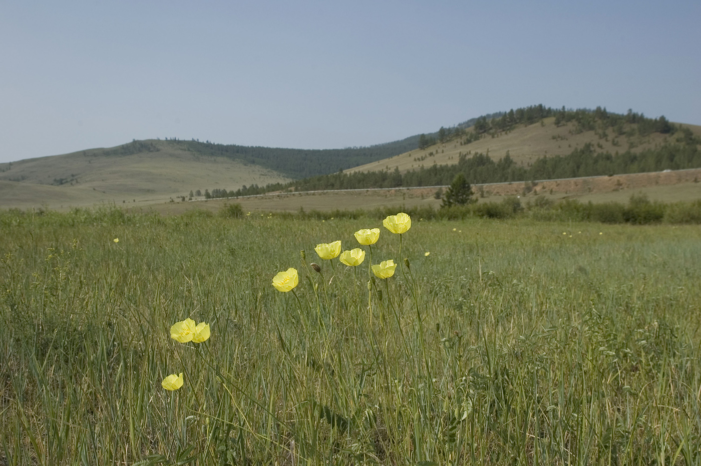 Изображение особи Papaver nudicaule.