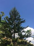 Araucaria heterophylla. Верхняя часть кроны. Таиланд, о-в Пхукет, территория отеля, в озеленении. 05.03.2018.