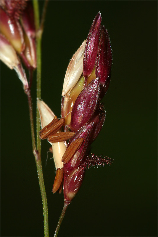 Image of Sorghum &times; drummondii specimen.