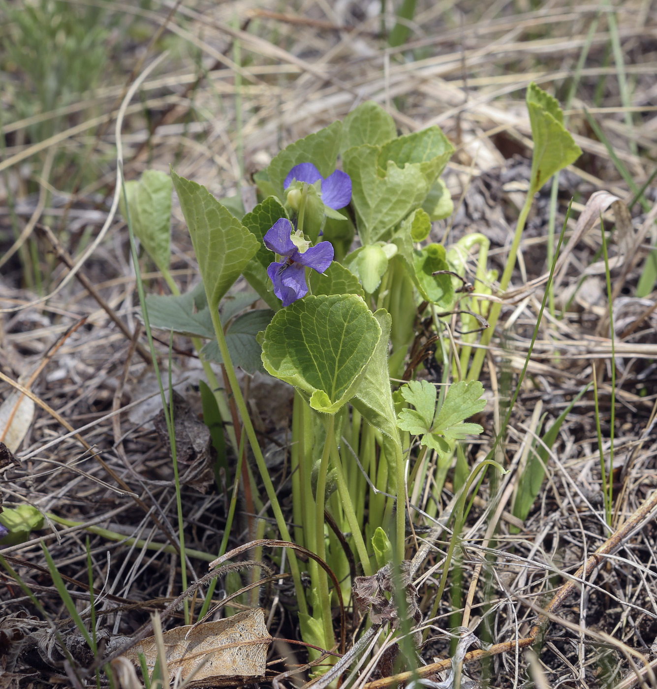 Изображение особи Viola mirabilis.