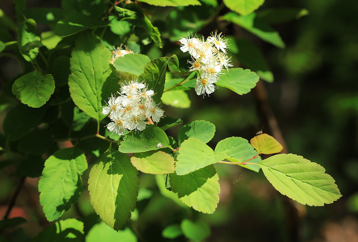 Изображение особи Spiraea flexuosa.