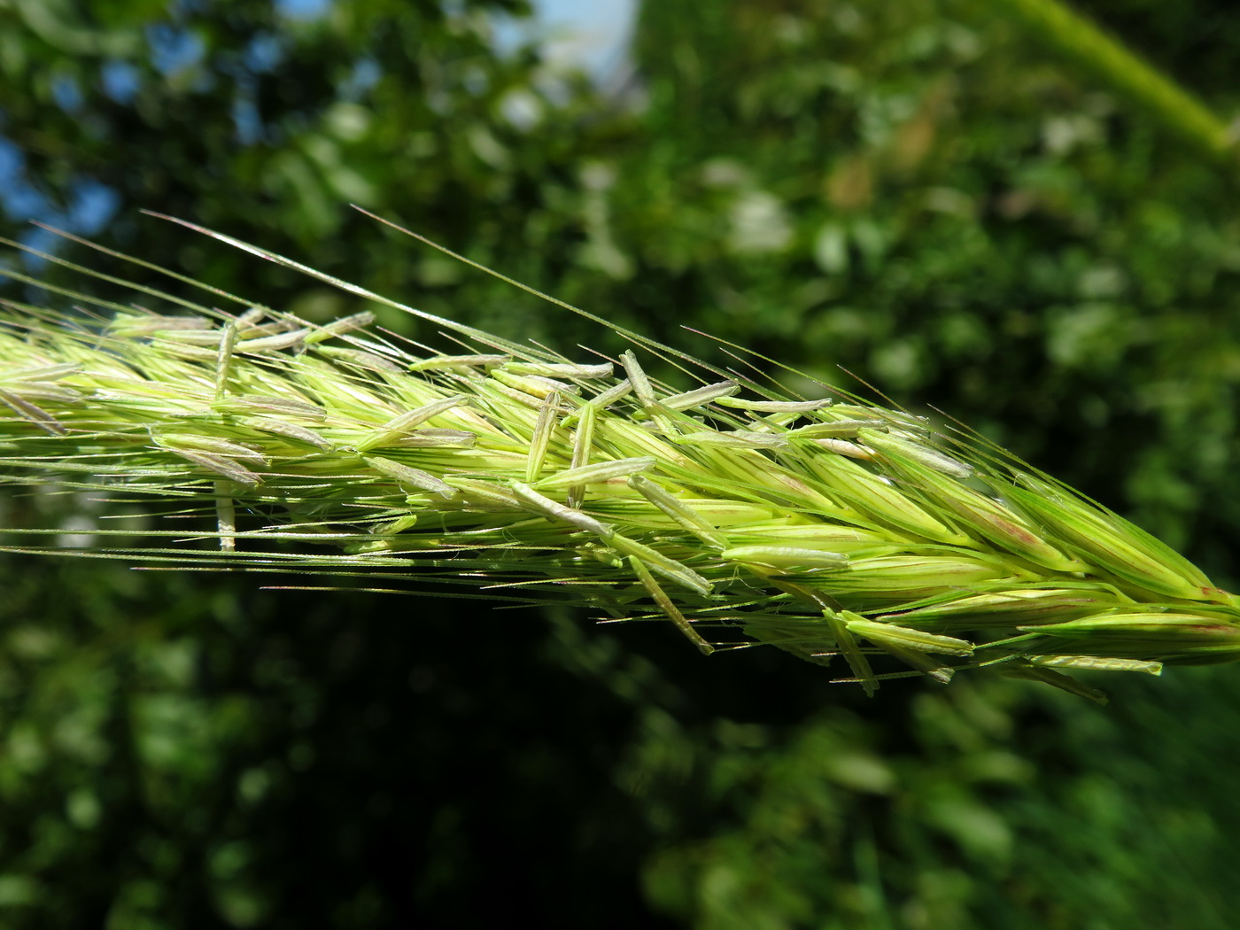 Image of familia Poaceae specimen.