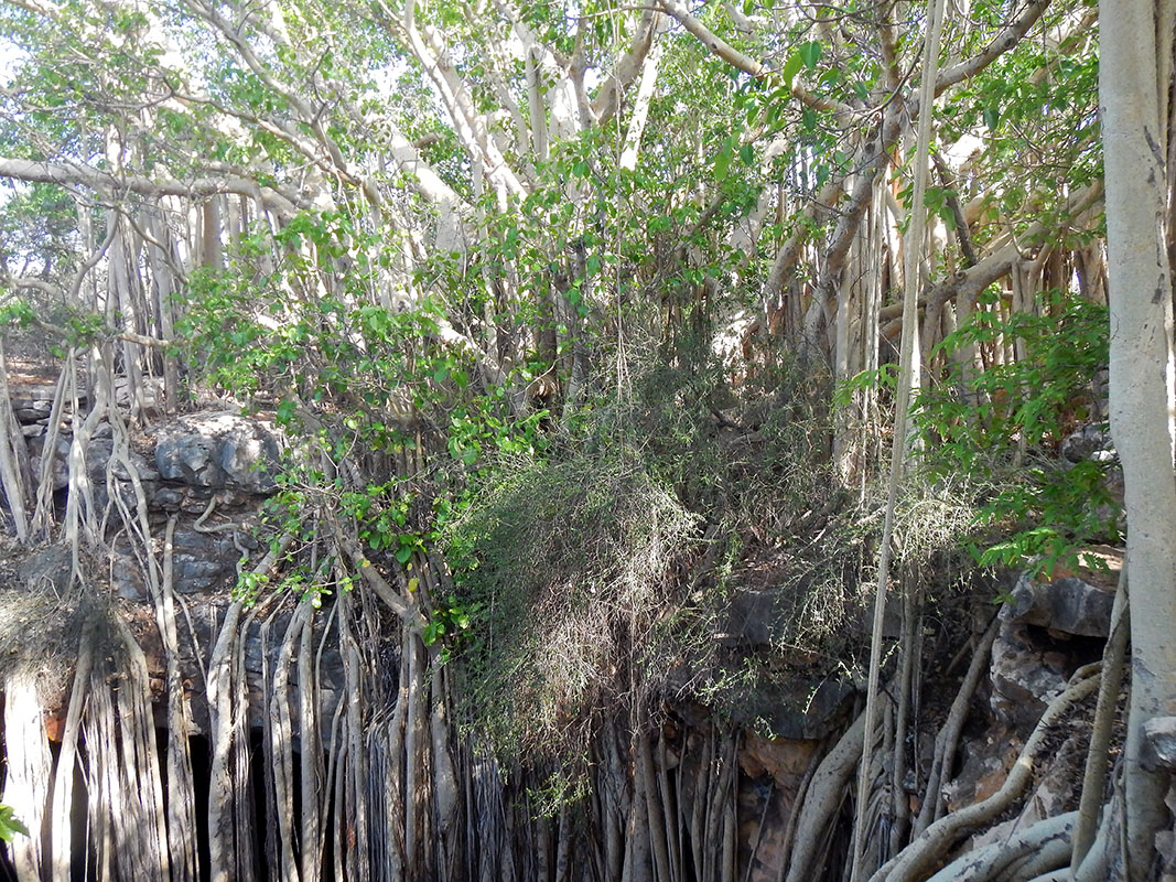 Image of Ficus grevei specimen.