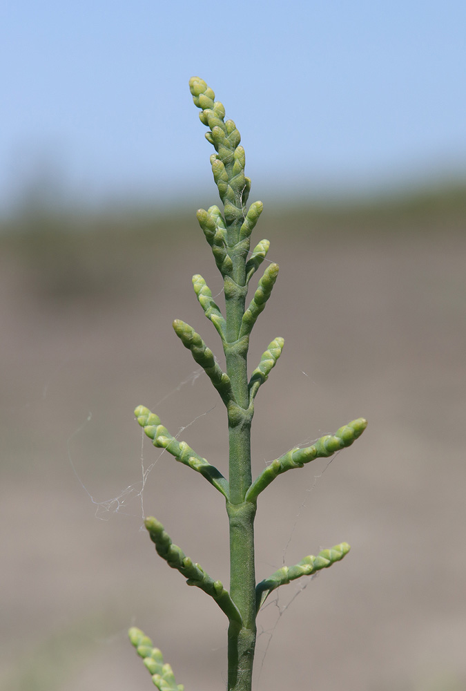 Image of Halostachys belangeriana specimen.