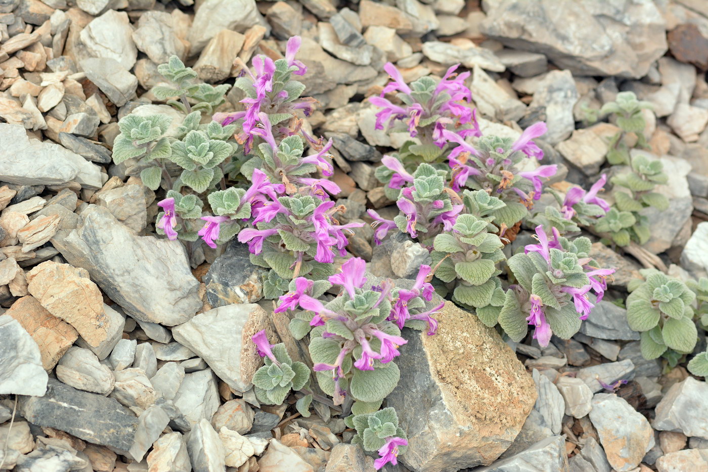 Image of Alajja anomala specimen.