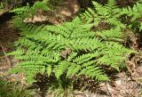 Pteridium pinetorum. Вайи. Марий Эл, Звениговский р-н, Кокшайск, сосновый лес. 16.08.2022.