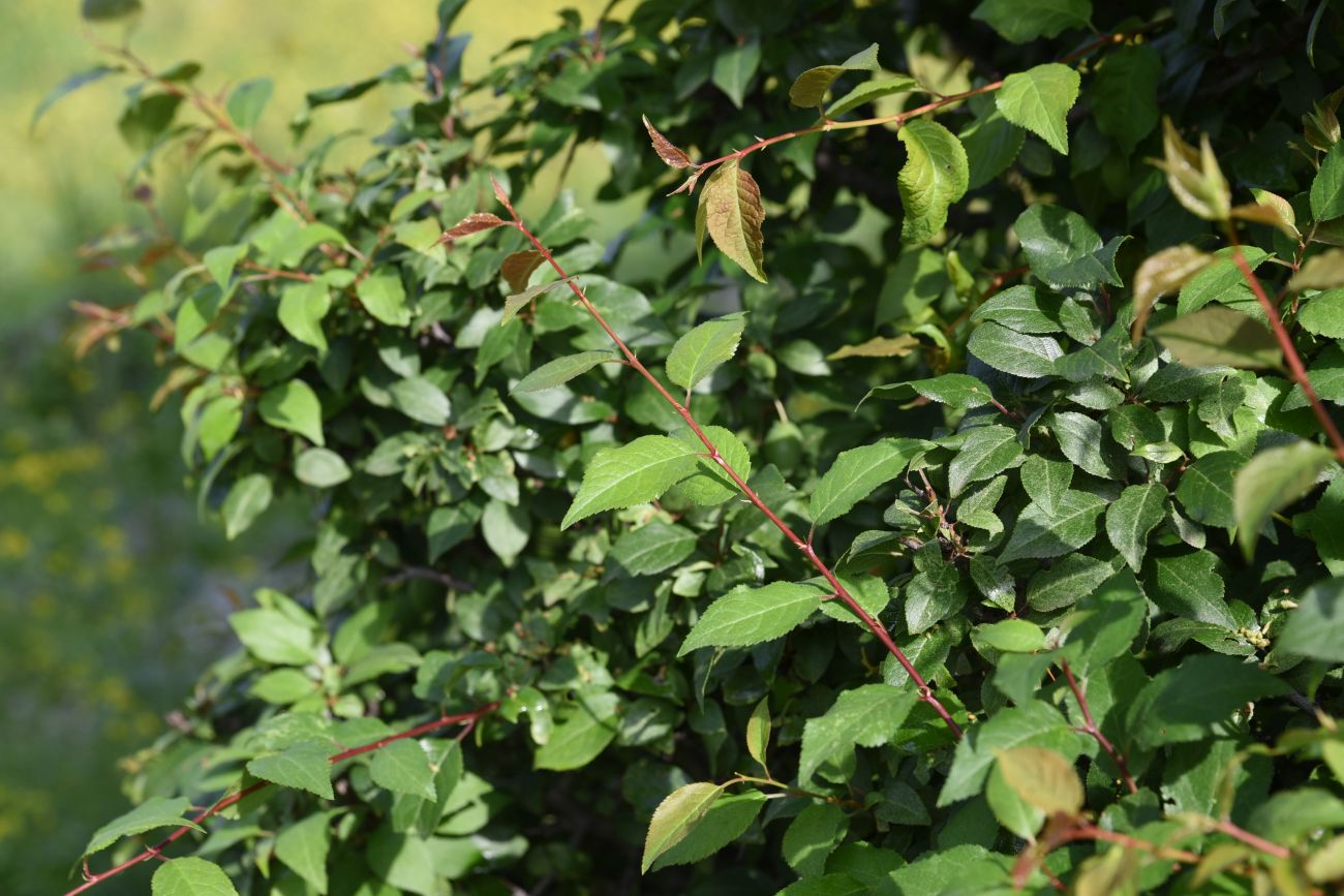 Image of Prunus cerasifera specimen.